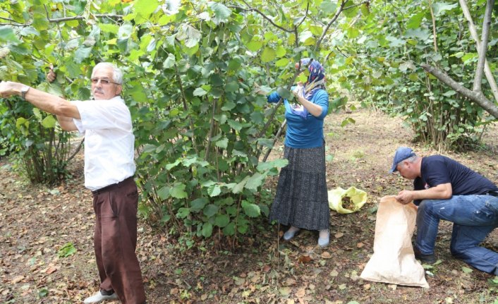 Fındık üreticisi sel sonrası yeniden bahçelerde