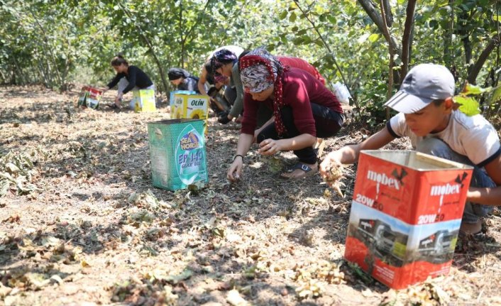 Fındıkta fiyat beklentisi