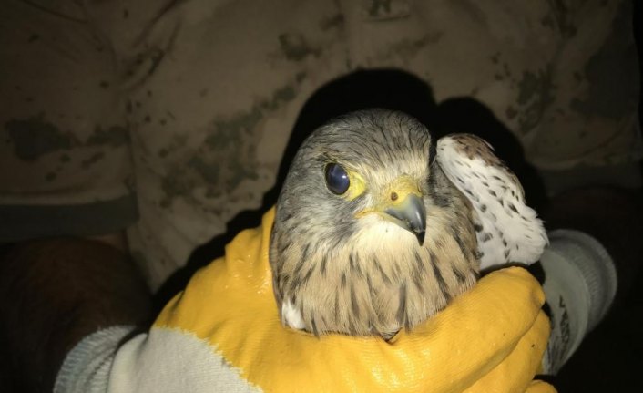 Jandarmanın bulduğu yavru kerkenez koruma altında