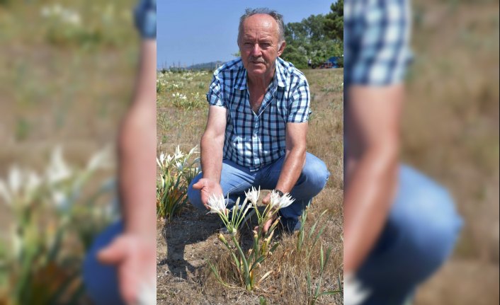 Kum zambağını koparmanın cezası 48 bin lira