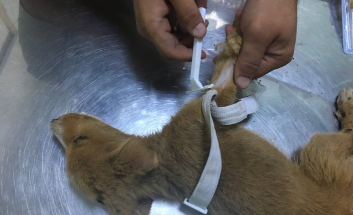 Ölmek üzereyken bulduğu yavru köpeğe sahip çıktı