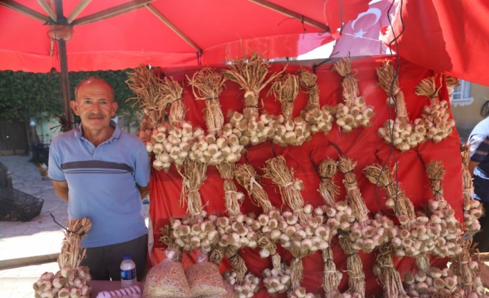 Taşköprü sarımsağı fiyatları üreticiyi memnun etti