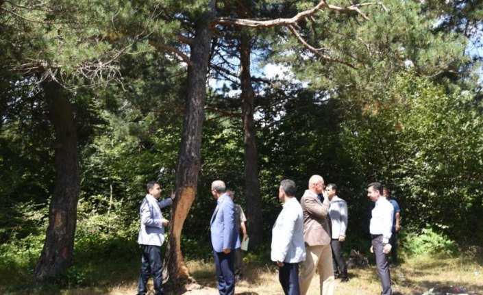 Tokat'ta çam ağaçlarına zarar verilmesi