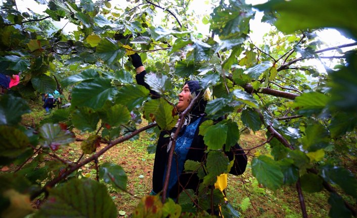 Trabzon'da fındık hasadı yağmurlu havada başladı