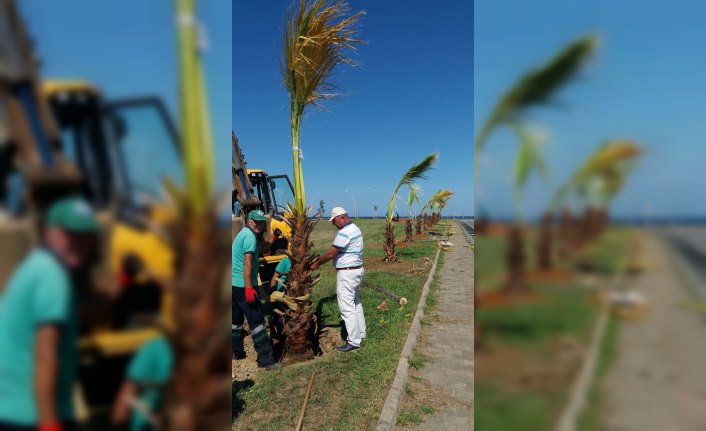 Trabzon'da sahile 100 palmiye fidanı dikildi