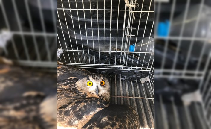 Yaralı puhu kuşu tedavi edildi