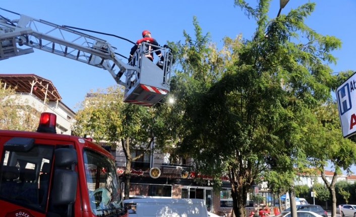 Ağaçta mahsur kalan yavru kedi kurtarıldı