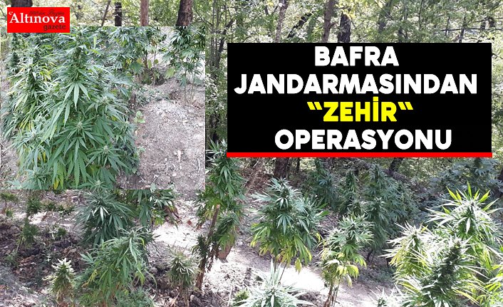 Bafra Jandarmasından "ZEHİR" operasyonu