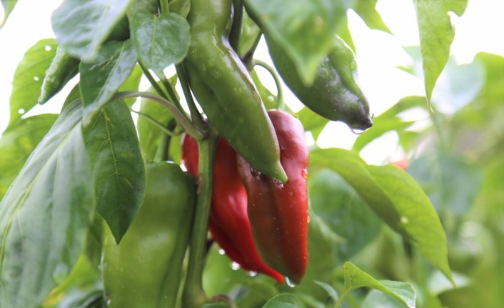 Bartın'da Kapya biberi deneme alanları oluşturuldu