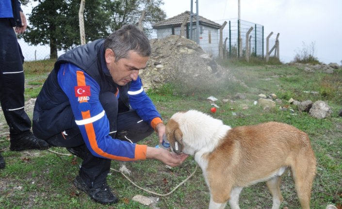 Bartın'da uçurumda mahsur kalan köpek kurtarıldı
