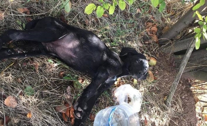 Bolu'da yavru köpekler tüfekle vurulmuş halde bulundu