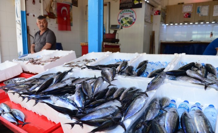 Karadeniz'de balık sezonunun ilk haftası verimli geçti