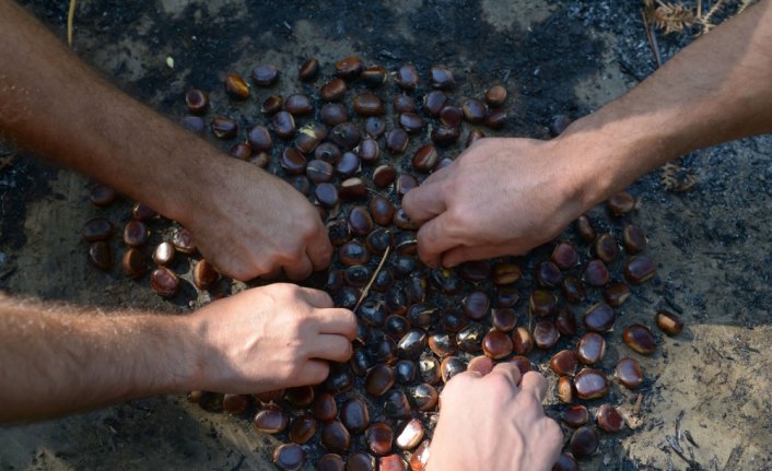 Kestane üreticisinin zorlu mesaisi