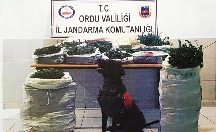 Ordu'daki uyuşturucu operasyonu
