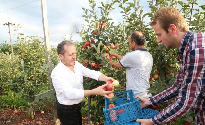 Rektör Yarılgaç, elma hasatına katıldı