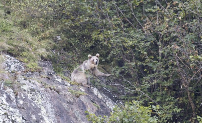 Rize'de ayı ve yavrusu görüntülendi