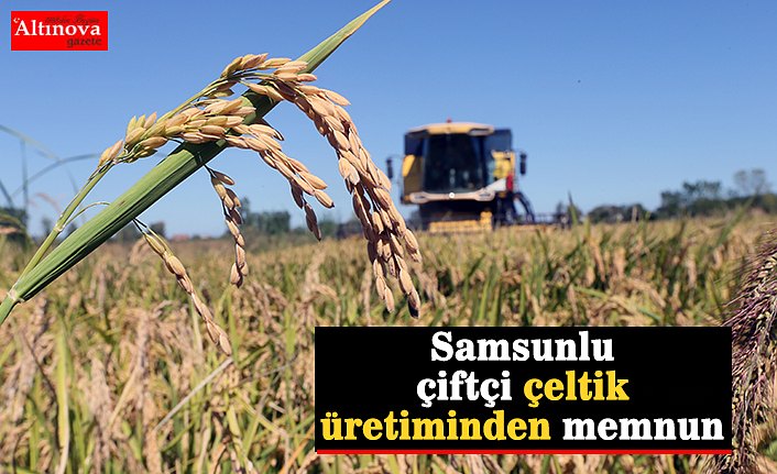 Samsunlu çiftçi çeltik üretiminden memnun