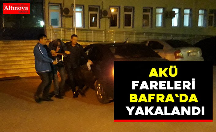 Akü fareleri Bafra`da yakalandı