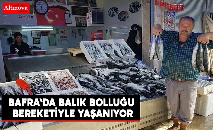 BAFRA'DA BALIK BOLLUĞU BEREKETİYLE YAŞANIYOR