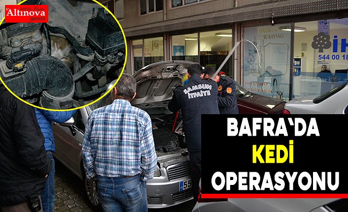 Bafra`da kedi kurtarma operasyonu