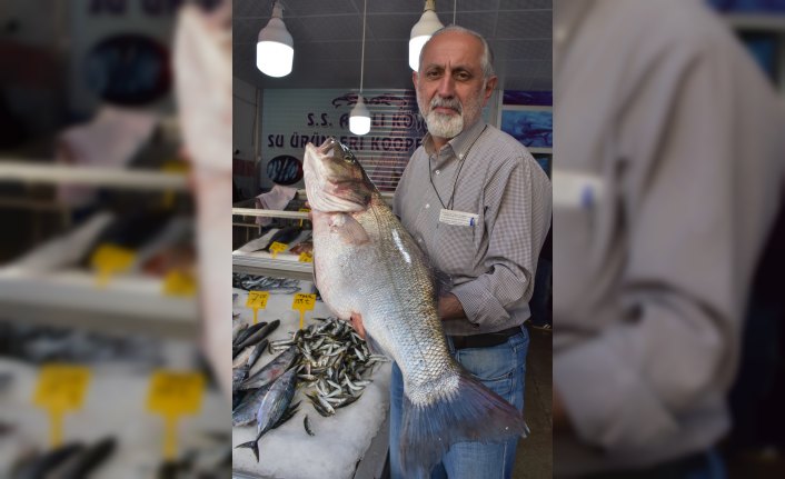 Balıkçılarda 11 kilogramlık levrek sevinci