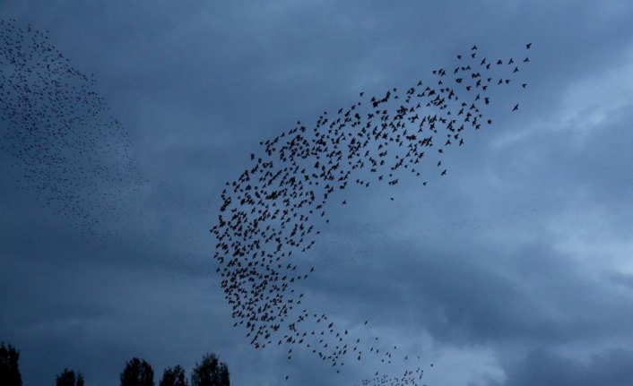 Bayburt'da kuşlardan gökyüzünde 