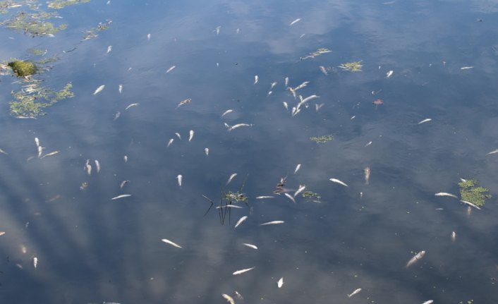 Gerede'de balık ölümleri