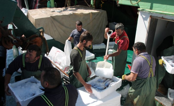 Karadeniz'de palamut bolluğu balıkçıların yüzünü güldürdü