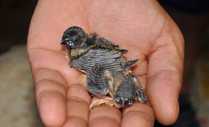 Kuş sevgisi ek gelir kapısı oldu