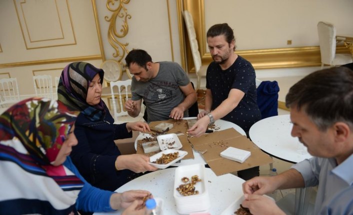 Niksar'da 5. Altın Ceviz Yarışması