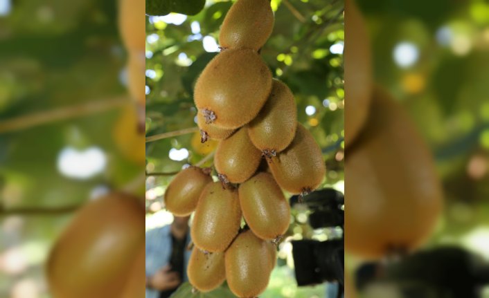 Ordu'da kivi satış fiyatı belli oldu