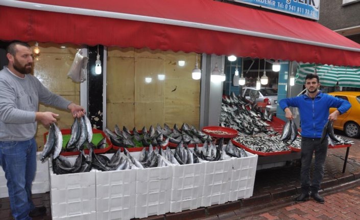 Palamut bolluğu balıkçıları sevindirdi