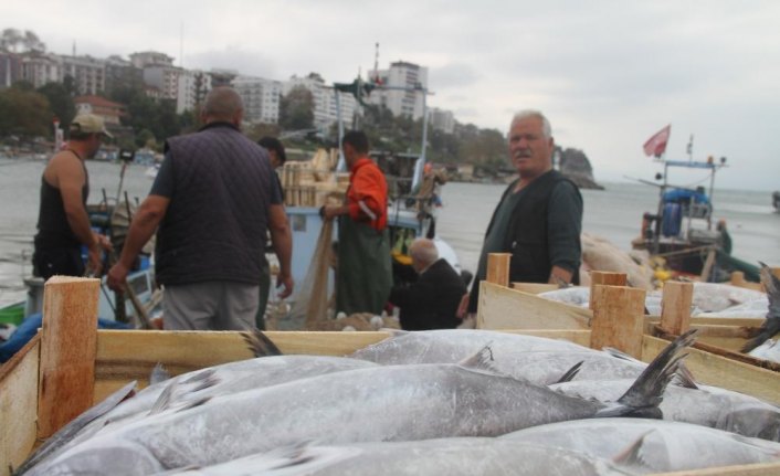 Palamut yüzleri güldürdü