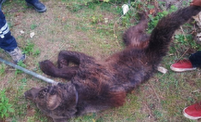 Şehre inen hasta ayı tedavi edildi