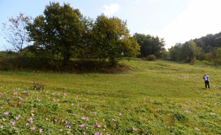 Vargit çiçekleri Karadeniz yaylalarını süslüyor