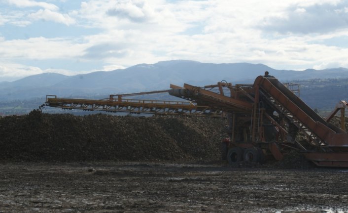 Vezirköprü'den Amasya Şeker Fabrikası'na pancar sevkiyatı