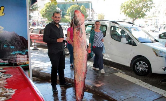 Yeşilırmak'ta 2 metrelik yayın balığı yakalandı