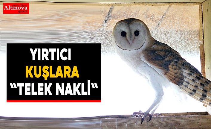 Yırtıcı kuşlara "telek nakli"