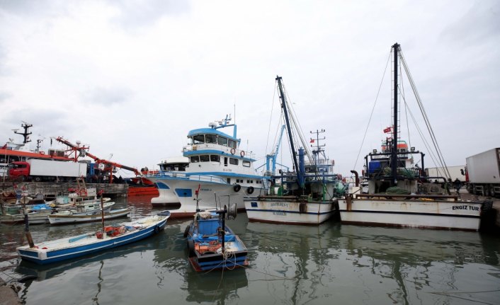 Akçakoca'da hamsi bolluğu