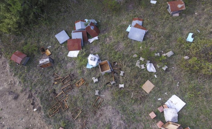 Ayılar arı kovanlarını parçaladı