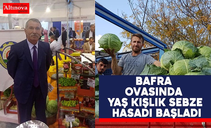 Bafra Ovasında Yaş Kışlık Sebze Hasadı Başladı