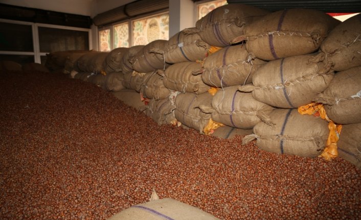 Fındıkta fiyat yükseliyor