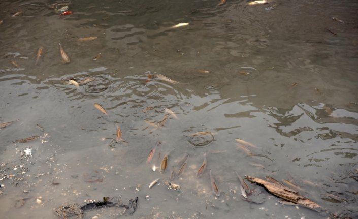 Gökırmak'ta toplu balık ölümü