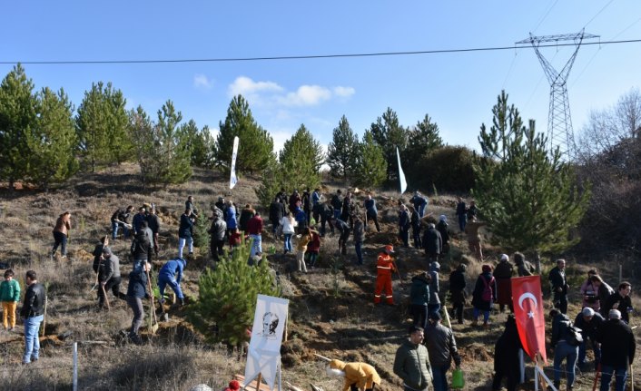 Gümüşhacıköy'de fidan dikimi