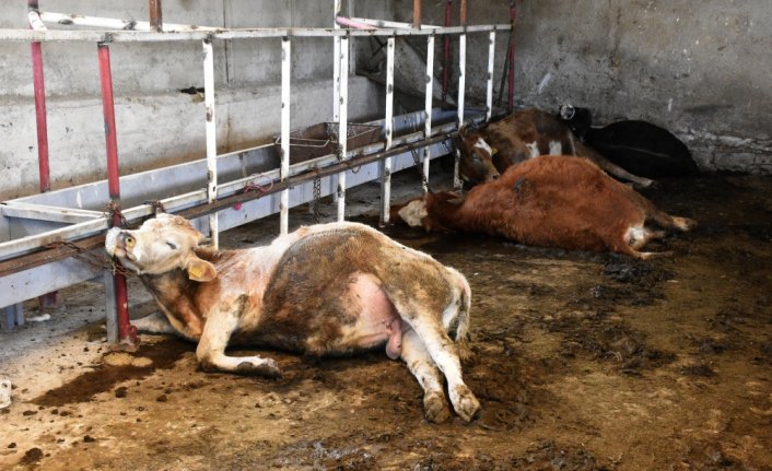 Gümüşhane'de 21 büyükbaş hayvan telef oldu