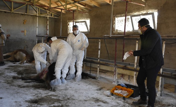 Gümüşhane'de ahırdaki ineklerin telef olması