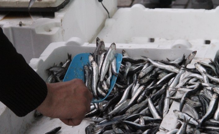 Hamsi balıkçıların yüzünü güldürüyor