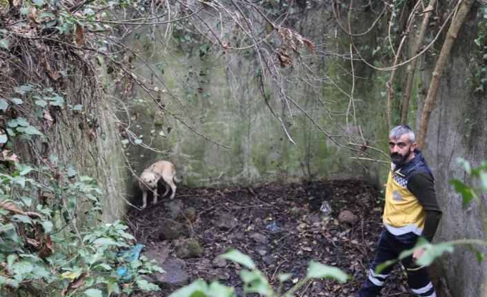 Havuza düşen köpek 2 gün sonra kurtarıldı