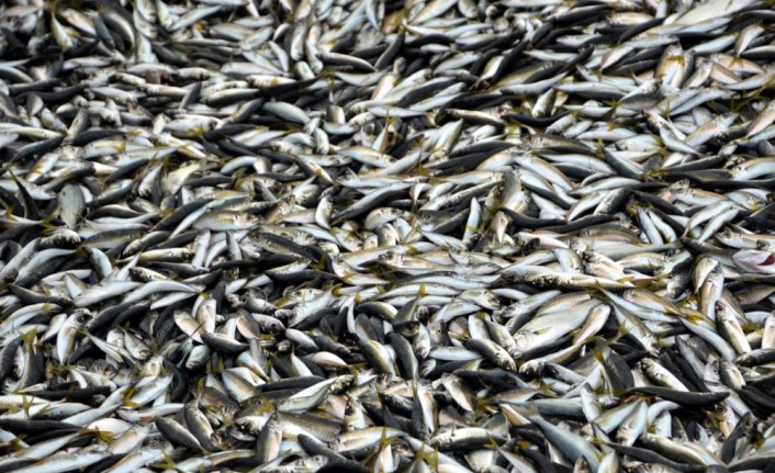 Karadeniz'de istavrit bolluğu