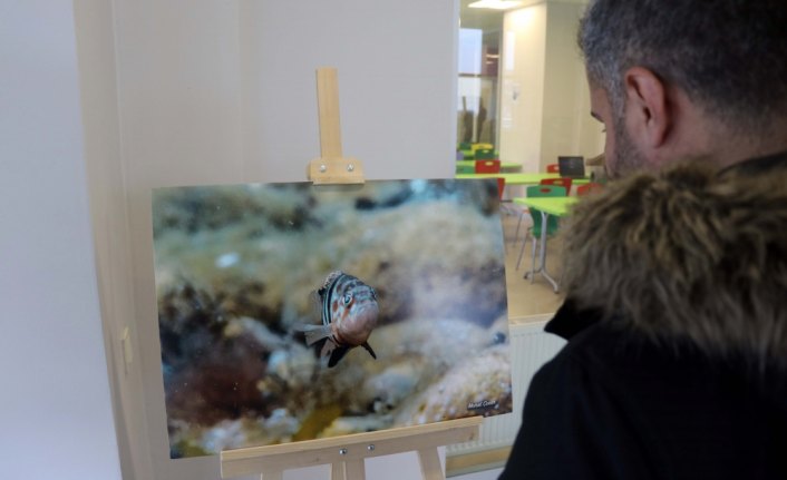 Karadeniz'in derinliklerindeki yaşam fotoğraf karelerinde